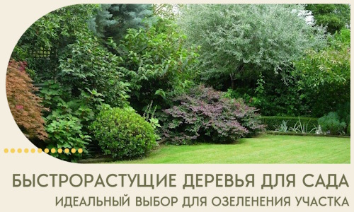 Быстрорастущие деревья для сада идеальный выбор в Саянске