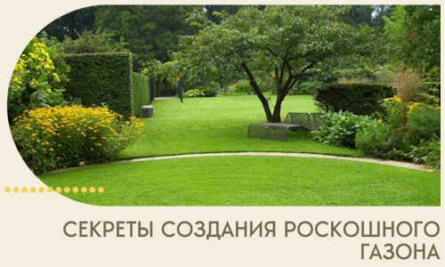 Секреты создания роскошного газона в Саянске